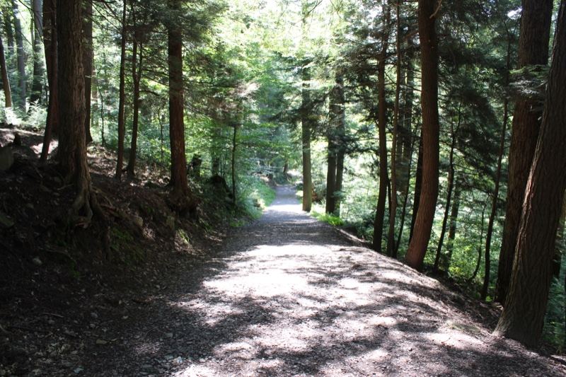 Sunlit Forest Path Through Trees