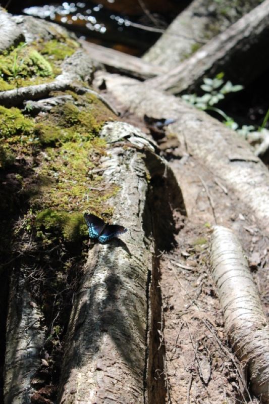Blue Butterfly on Mossy Fallen Log