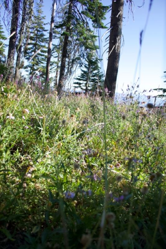 Sunlit Forest Undergrowth With Wildflowers