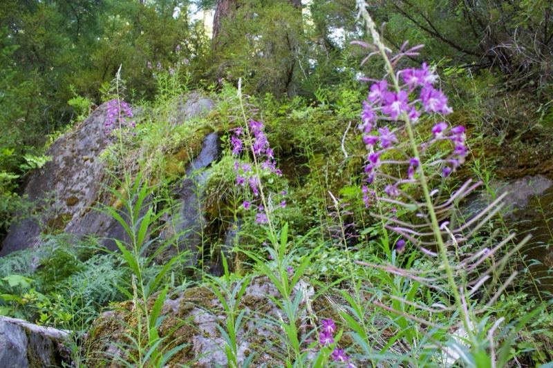 Purple Fireweed in Mossy Forest