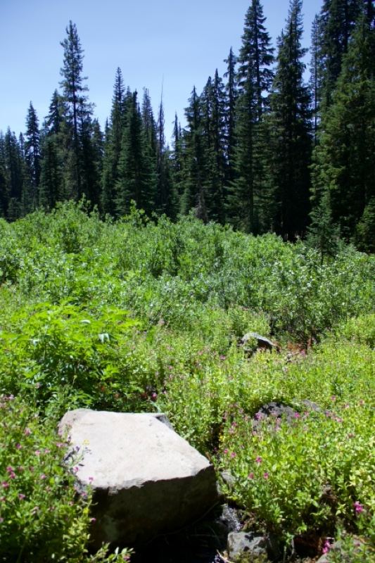 Alpine Forest with Boulder and Green Undergrowth