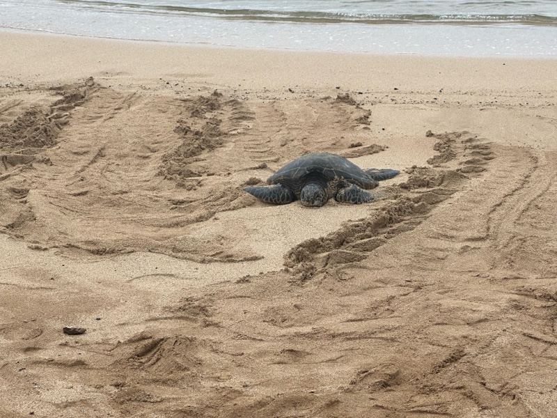 Sea Turtle Resting on Sandy Beach