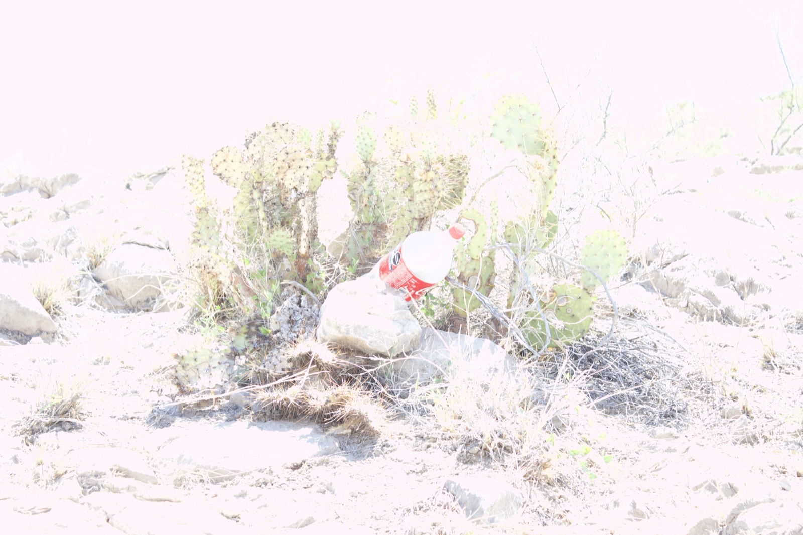 Overexposed cactus with plastic bottle