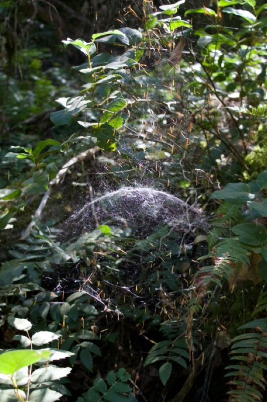 Spider Web in Forest Undergrowth