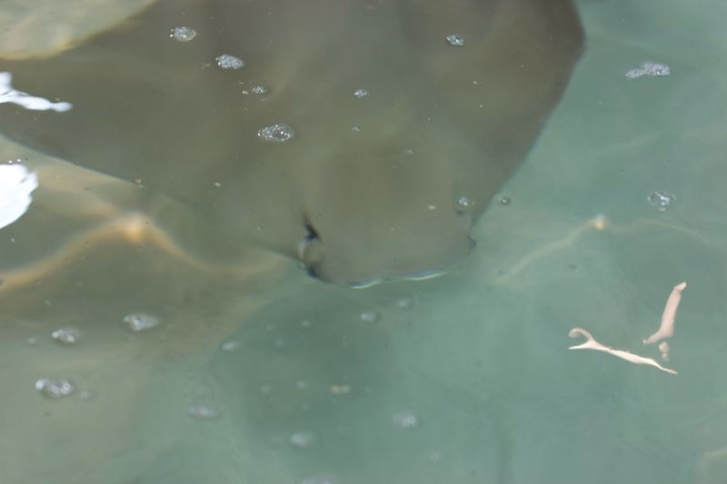 Stingray Underwater From Below