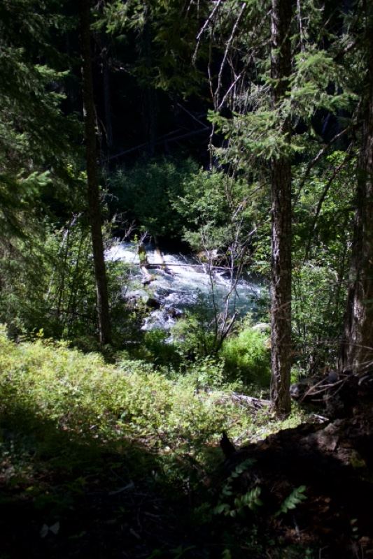 Sunlit Forest Stream Through Trees