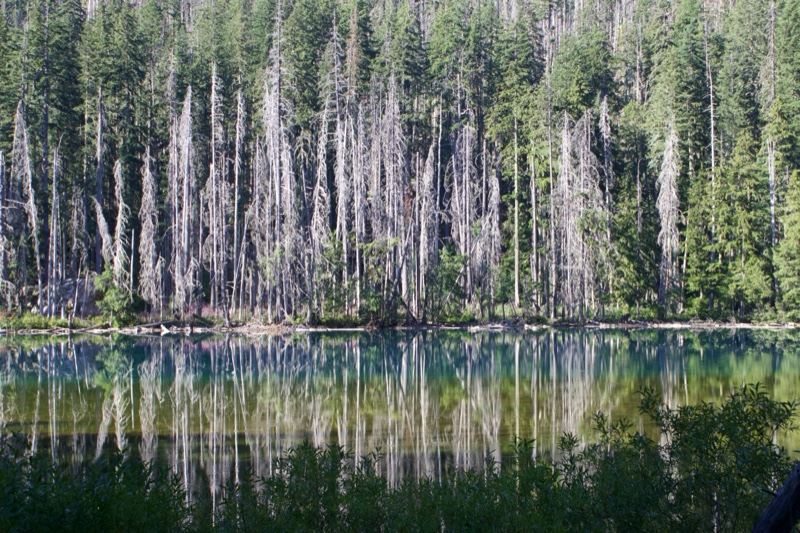 Alpine Lake Reflecting Dead Trees