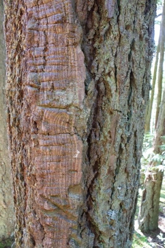 Close-up of conifer tree bark texture