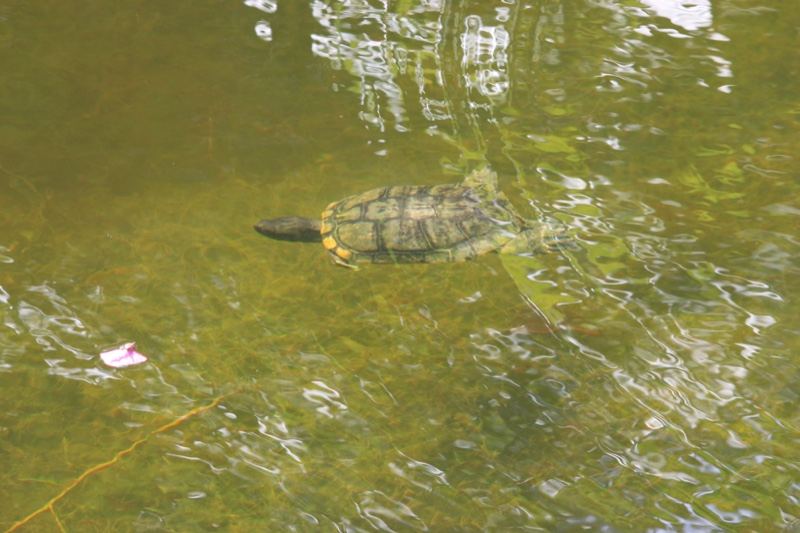 Turtle Swimming in Murky Pond Water