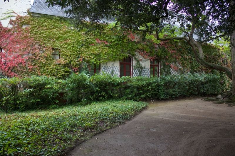 Ivy Covered House Driveway