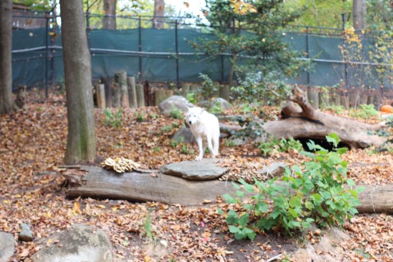 White Wolf in Autumn Zoo Enclosure