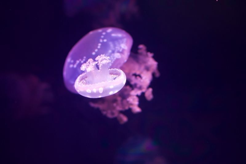 Purple Jellyfish Floating in Dark Water
