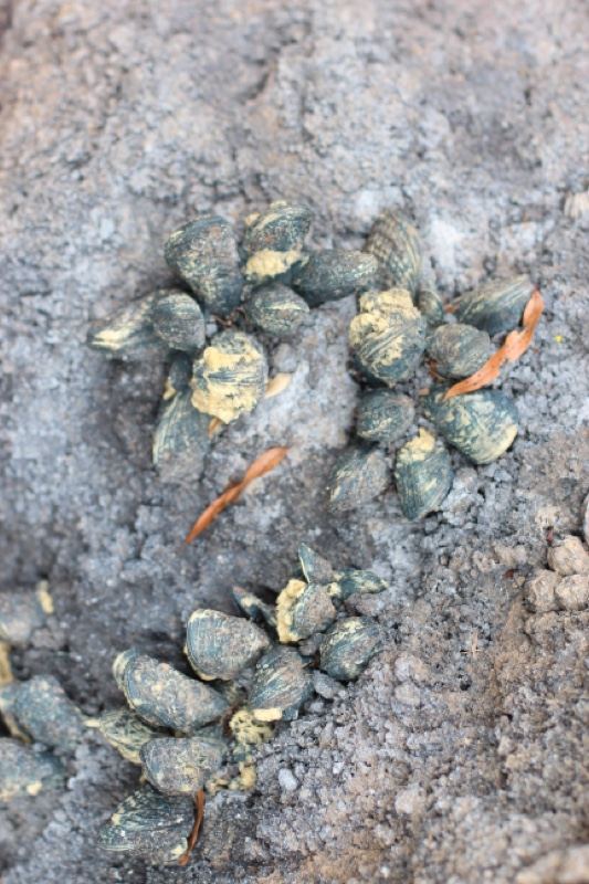 Turtle eggs in sandy nest