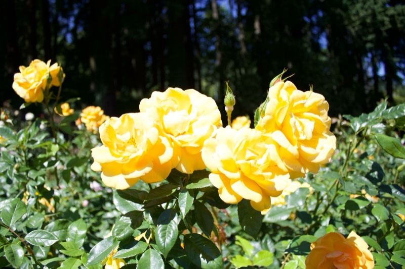 Yellow Roses in Garden