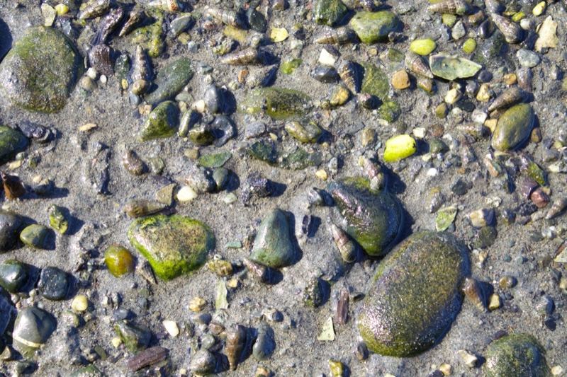 Tidal Flat Pebbles and Mud Texture