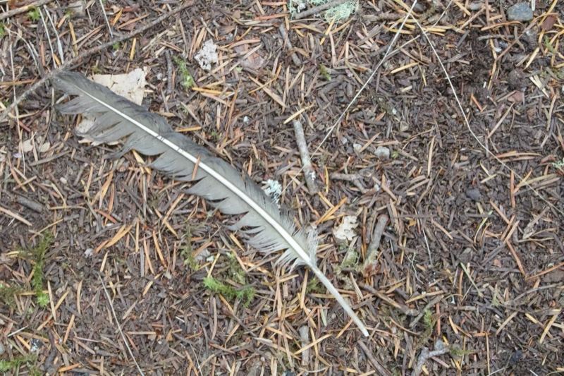 Gray Bird Feather on Forest Floor
