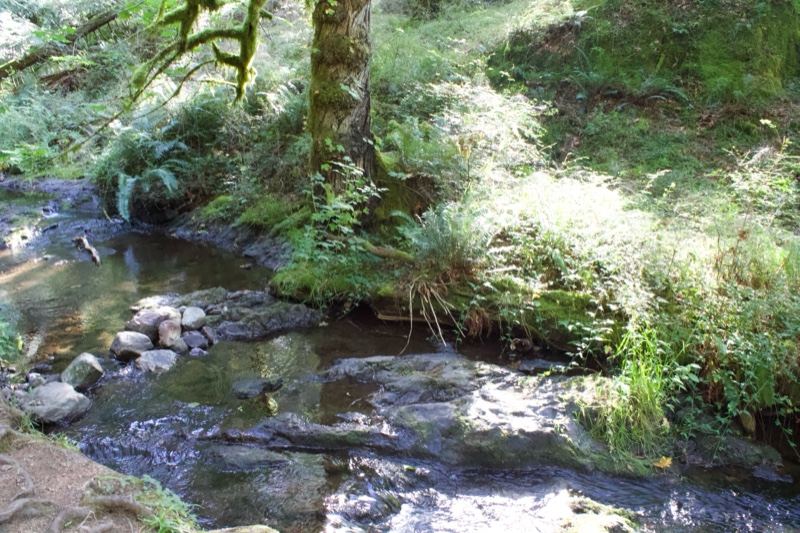 Forest Creek Flowing Over Rocks
