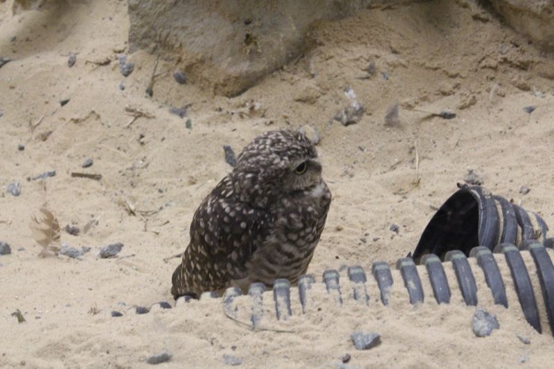 Burrowing Owl on Sandy Ground