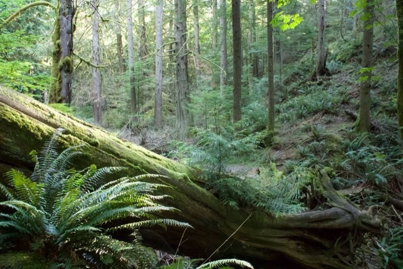 Mossy Fallen Tree in Dense Forest