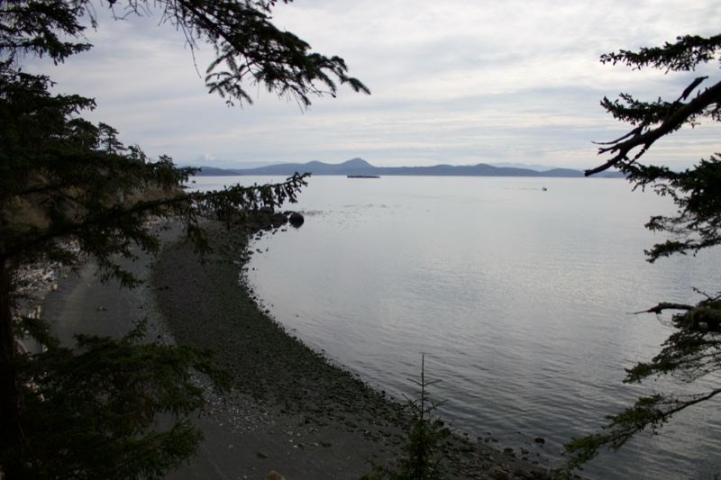 Coastal Bay Framed by Evergreen Trees