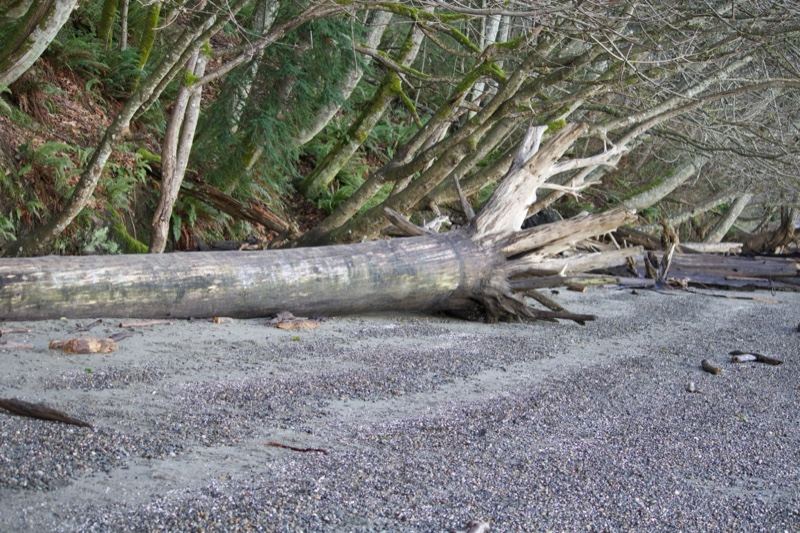 Driftwood on Gravel Beach Shore