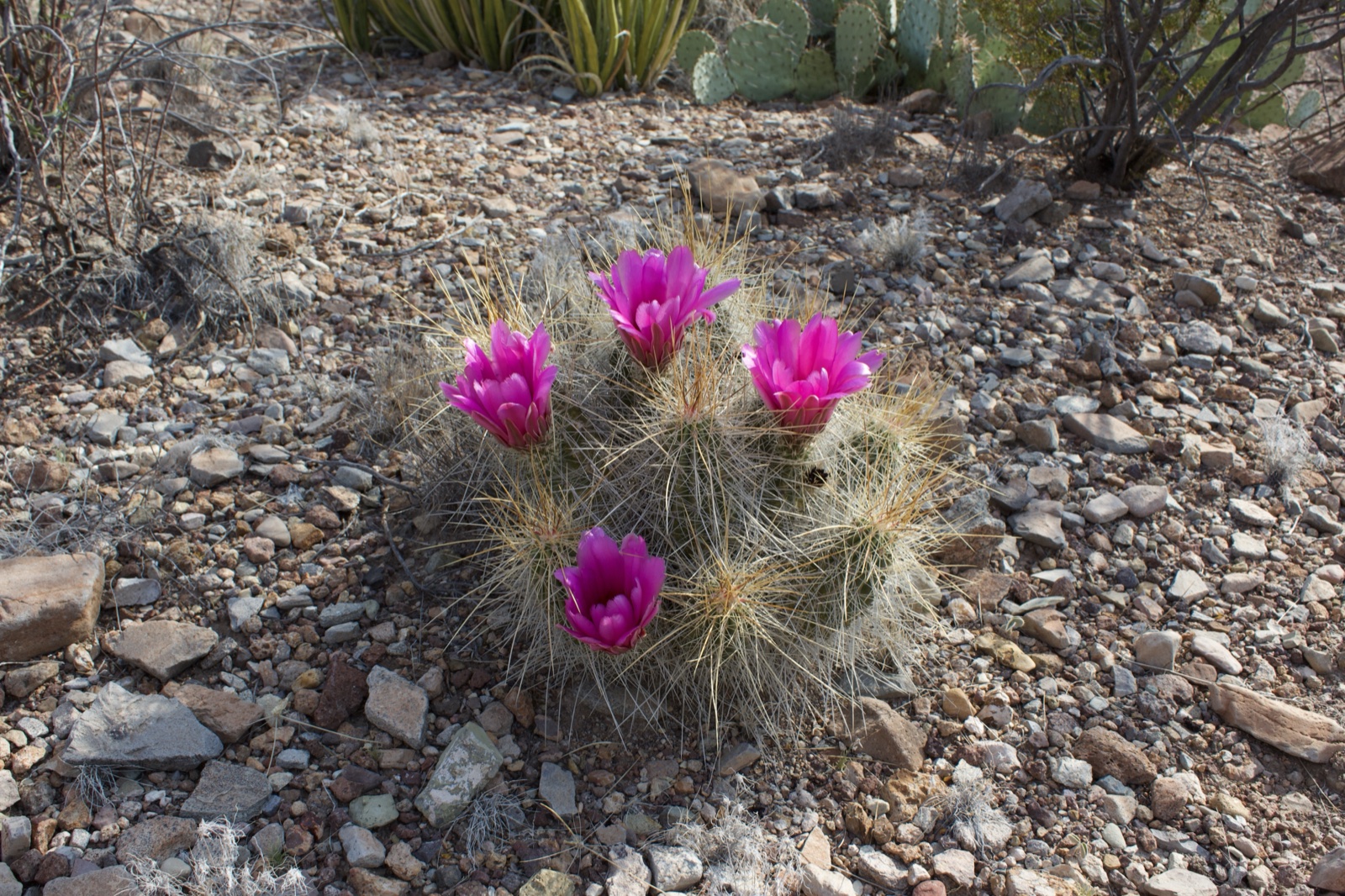 Pink Blooming Hedgehog Cactus Desert