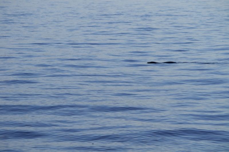 Whale surfacing on calm ocean