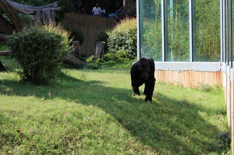 Black Bear Walking on Grass Enclosure