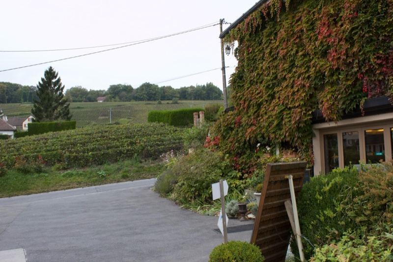 Ivy Covered Building Over Vineyard Driveway