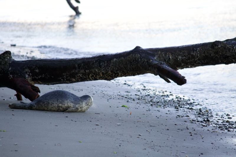 Seal Resting on Beach Near Driftwood