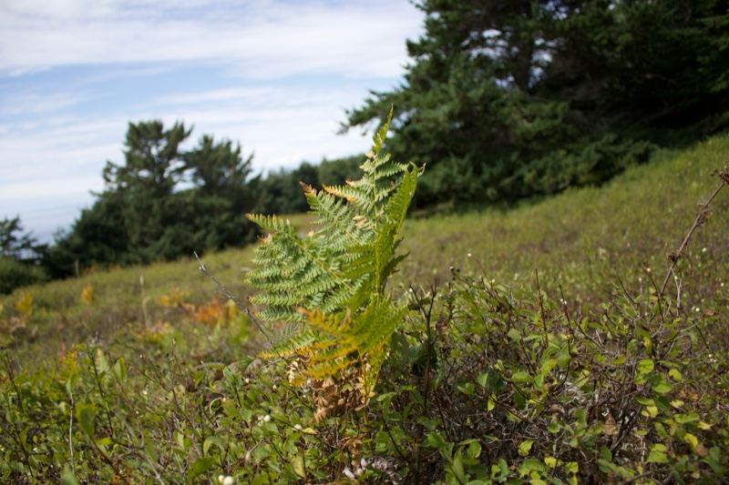 Fern on Grassy Hillside Under Trees