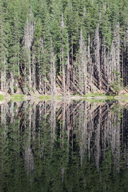 Forest Reflection on Calm Lake