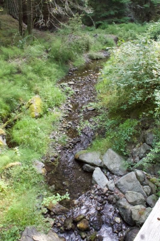 Forest Stream Over Rocky Bed