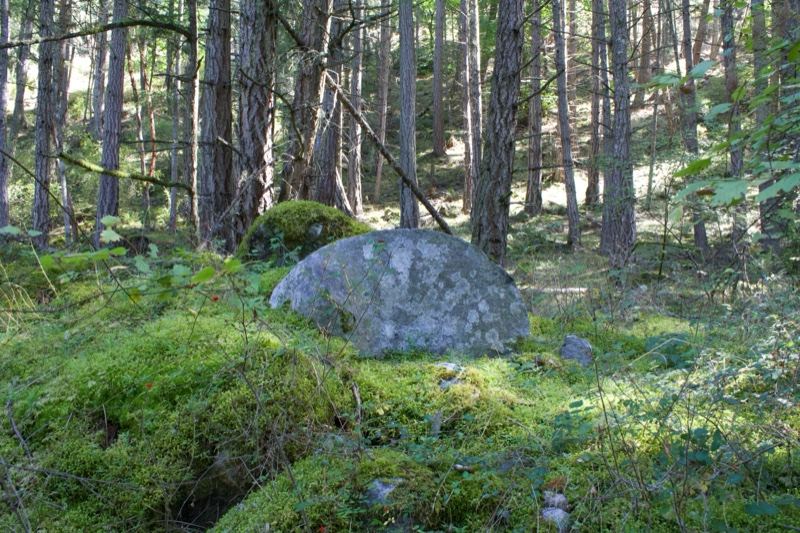 Mossy Forest With Large Boulder