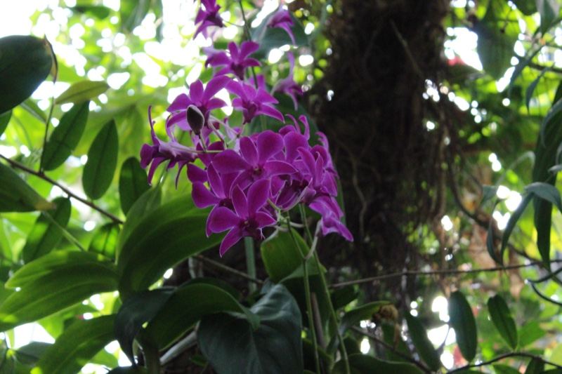 Purple Orchid Blooms in Foliage