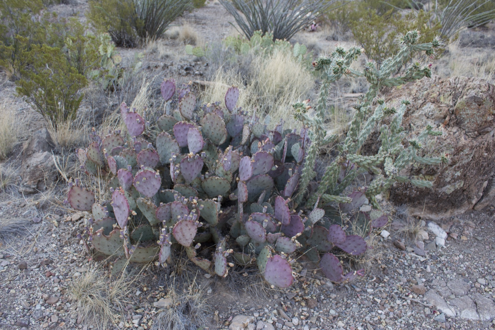 Purple Prickly Pear Cactus in Desert