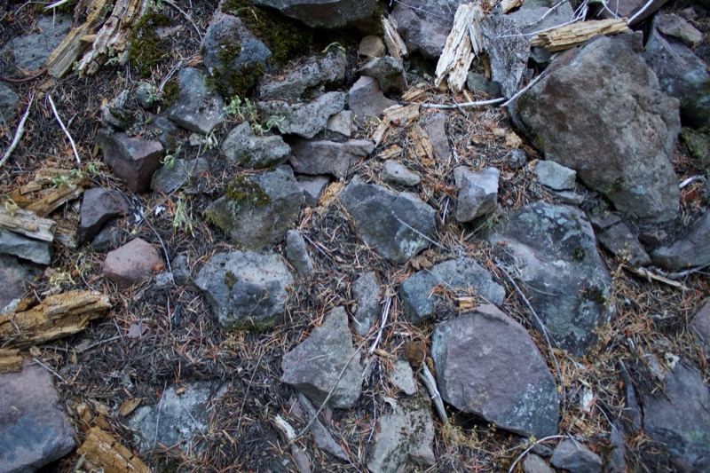 Rocks on Forest Floor
