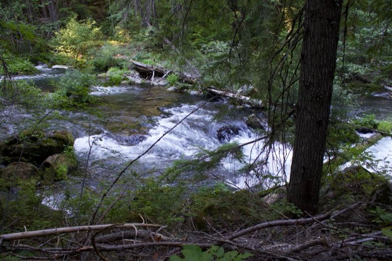 Forest River Rapids Through Woodland