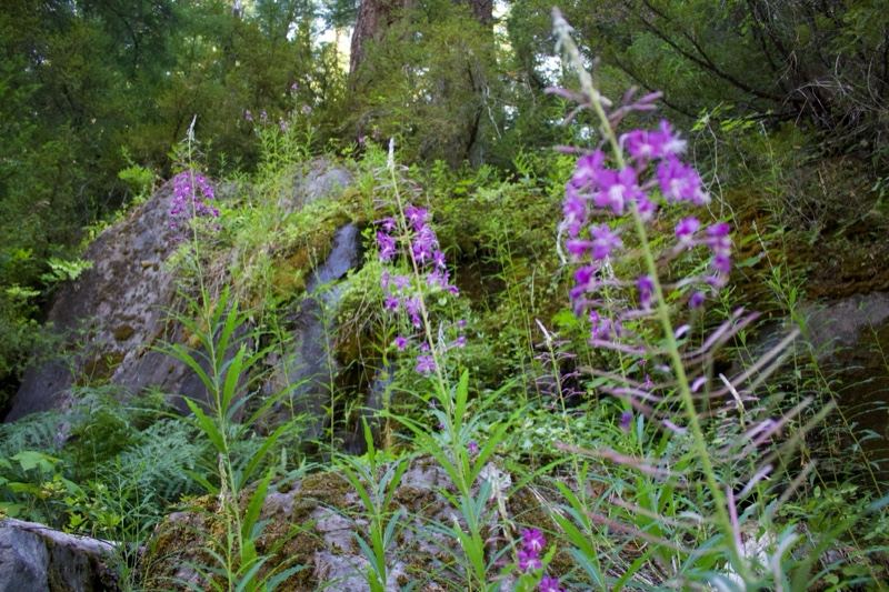 Purple Fireweed Among Forest Rocks