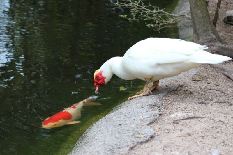 White Duck Observing Koi in Pond
