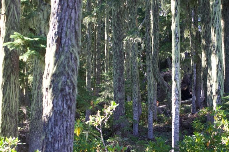 Dense coniferous forest interior