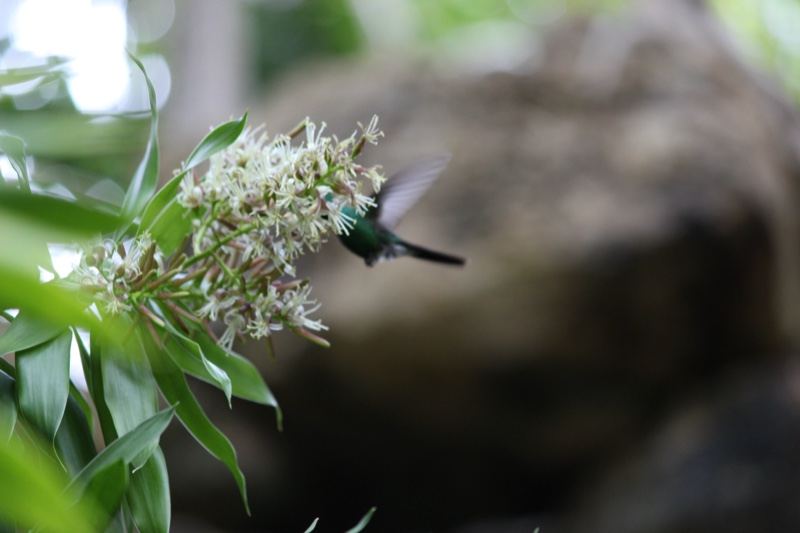 Hummingbird Feeding on White Flowers
