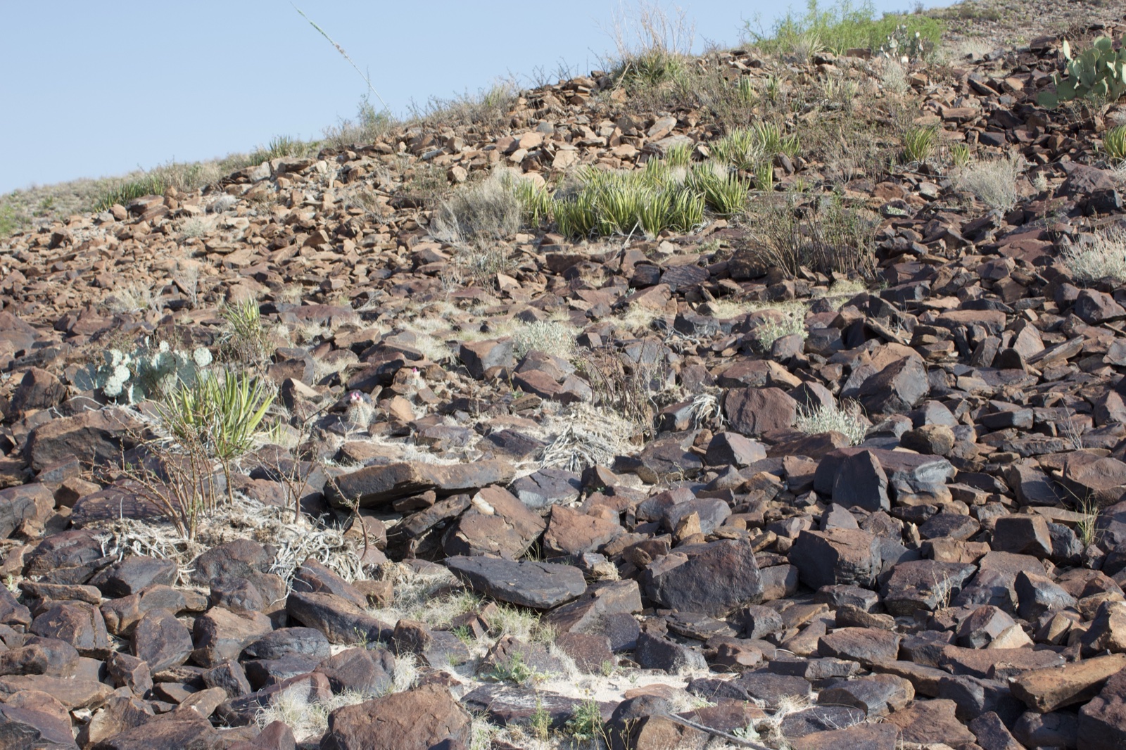 Rocky Desert Hillside with Sparse Vegetation