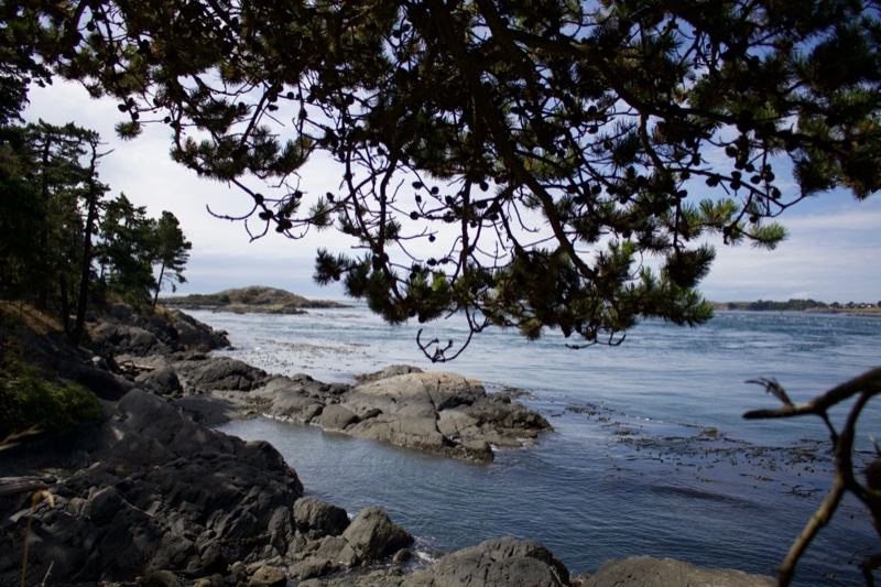 Coastal Rocks Framed by Tree Branches