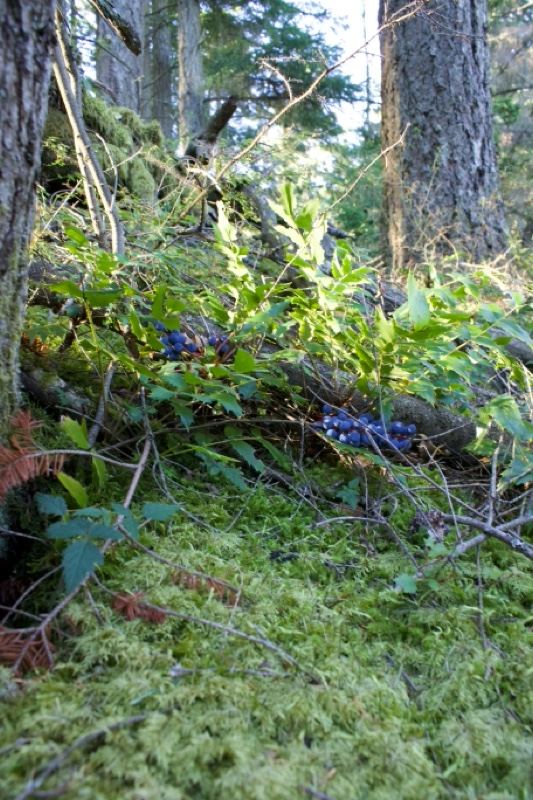 Mossy Forest Floor with Salal Berries