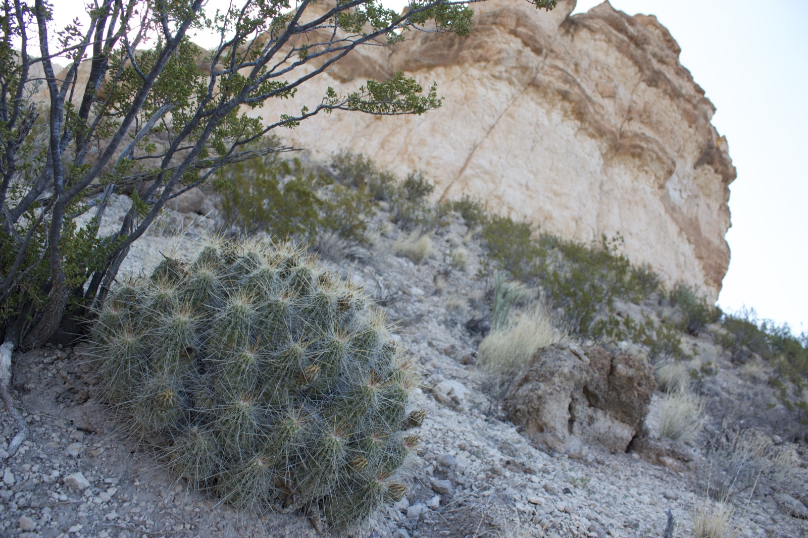 Desert Cactus on Rocky Slope