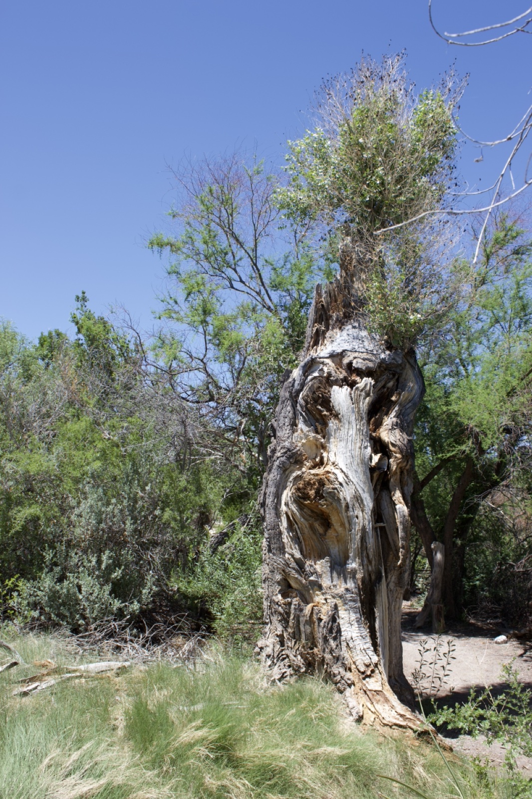 Hollowed Tree Trunk With Regrowth