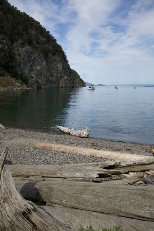 Coastal Beach with Driftwood and Cliff