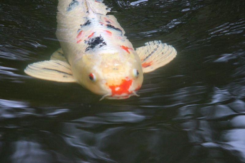 White Koi Fish Swimming in Pond