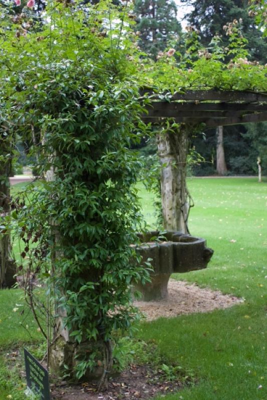 Climbing Rose on Garden Pergola